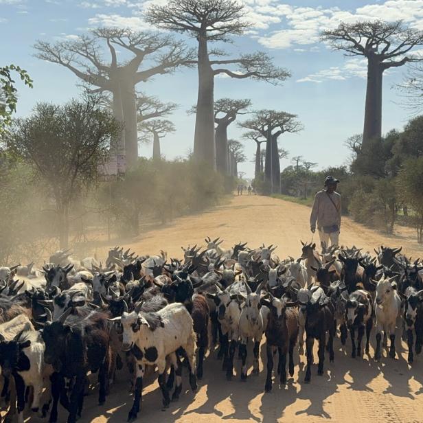 Eine große Ziegenherde wird von einer Person auf einer staubigen Straße zwischen Baobab-Bäumen geführt.