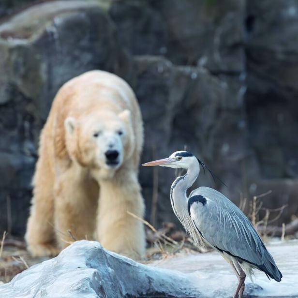 Ein Eisbär und ein Reiher stehen in der Schönbrunner Polar-Anlage.