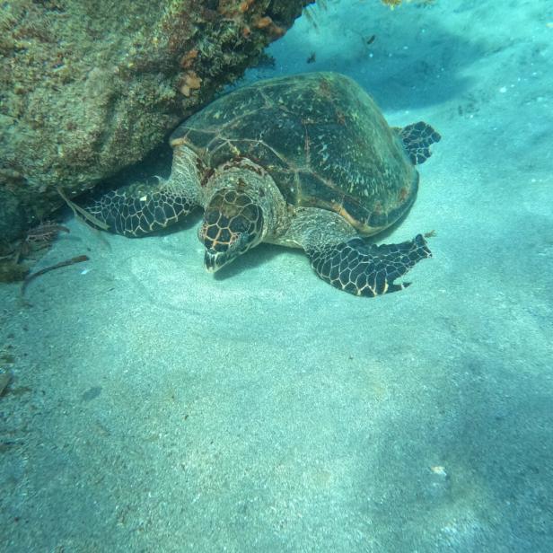 Eine Meeresschildkröte liegt auf sandigem Meeresboden neben einem Felsen unter Wasser.