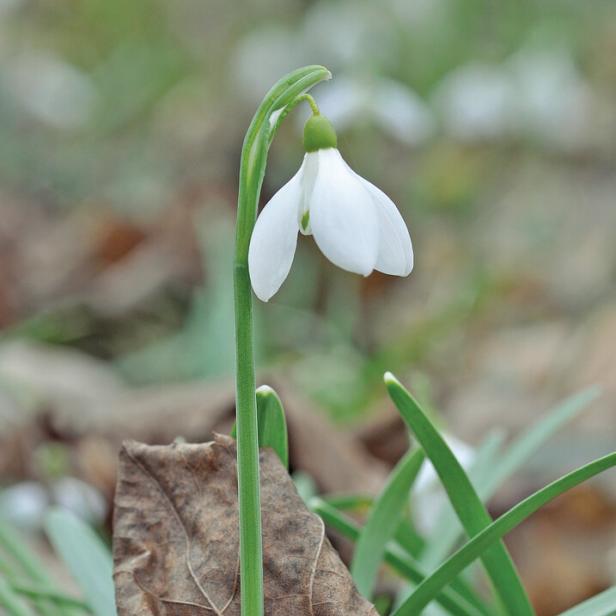 Ein Schneeglöckchen wächst durch ein trockenes, braunes Blatt am Boden.