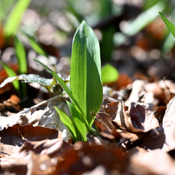 ++ THEMENBILD ++ PFLANZEN / WALD / KLIMA / NATUR / BÄRLAUCH
