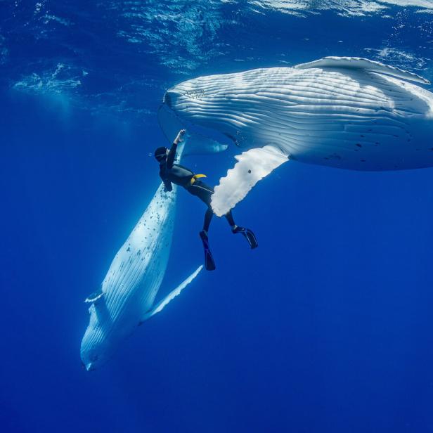 Eine Person, die mit einem Wahl taucht 
