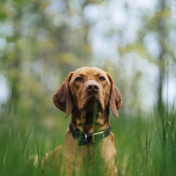 Ein Jagdhund steht im hohen Gras.