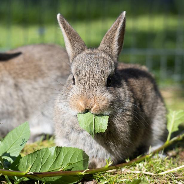 Zwei graue Kaninchen sitzen in der Wiese und fressen Blätter.