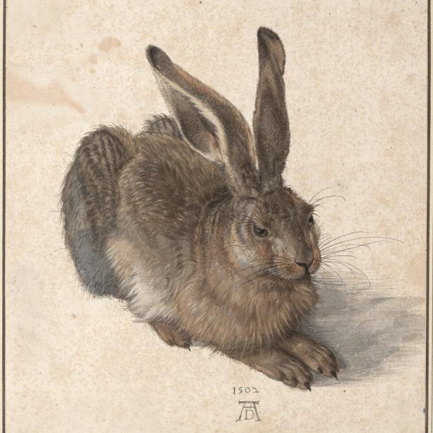 Ein brauner Hase sitzt mit aufgerichteten Ohren und blickt aufmerksam nach rechts.