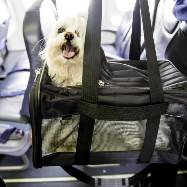 Dog traveling on an airplane