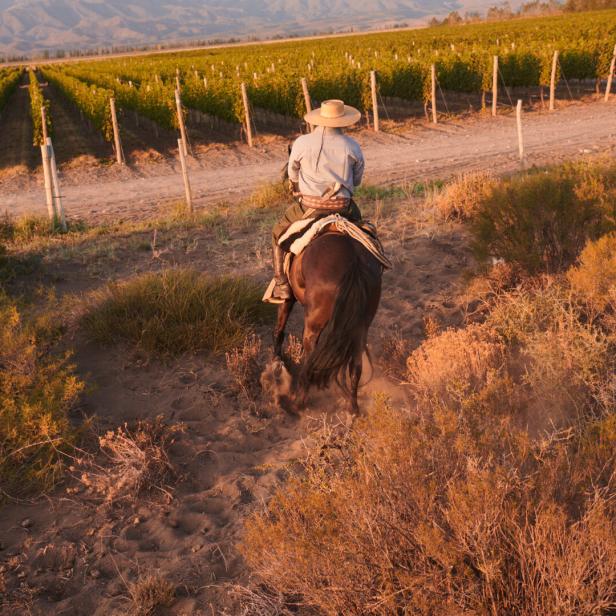 Ein Reiter mit Hut reitet auf einem Pferd durch trockenes Gestrüpp in Richtung eines Weinbergs bei Sonnenuntergang.