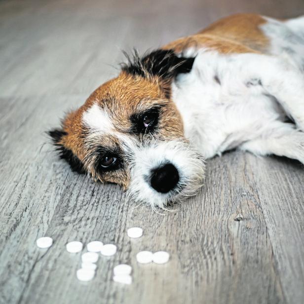 Ein kleiner Hund liegt schlapp am Boden, vor ihm sind Tabletten verstreut.