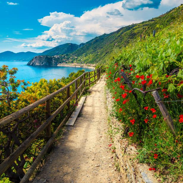 Flowery hiking path in the vineyard, Manarola, Liguria, Italy