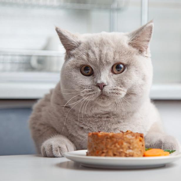 Eine dicke weiße Katze sitzt vor ihrem Futter.