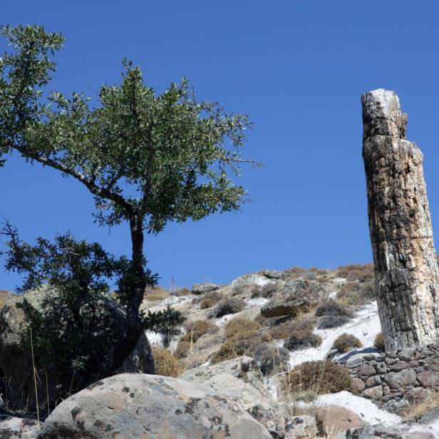 The petrified forest of Lesbos. The island of Lesbos Greece. Mediterranean Sea culture