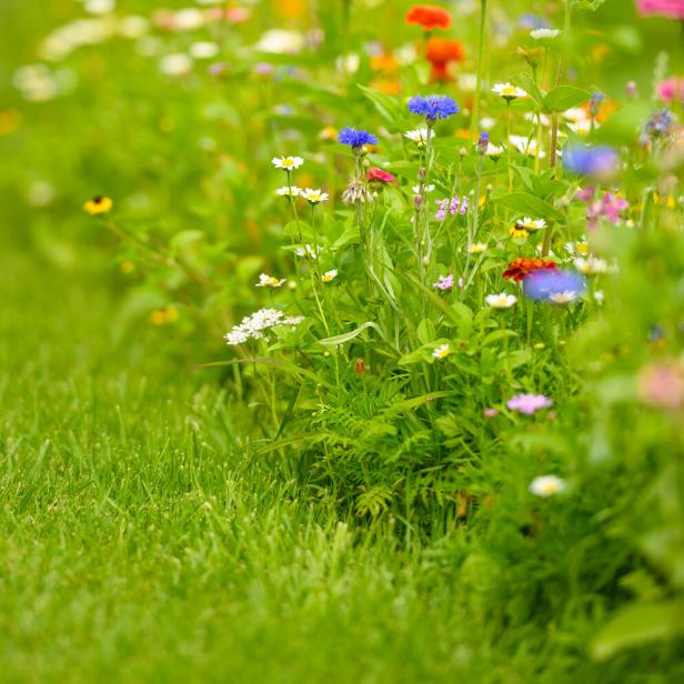 Colorful Wildflowers Blooming In Summer.