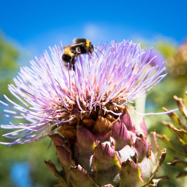 Bumblebee on flowers