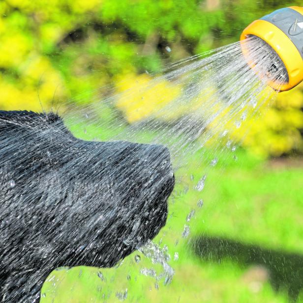 Ein schwarzer Hund lässt sich von einem Gartenschlauch anspritzen.