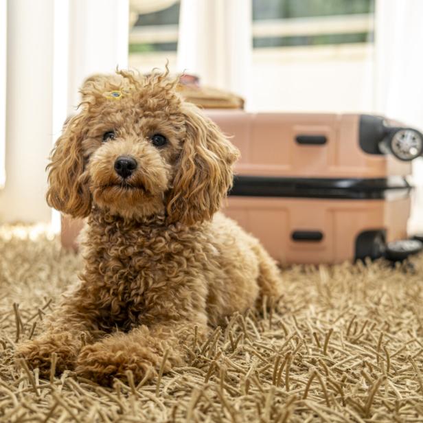 Ein süßer Hund liegt neugierig vor einem Koffer auf dem Teppich.