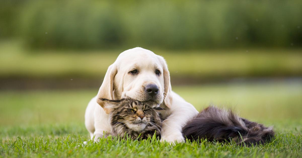 Psychologie Menschen Die Keine Tiere Mögen freizeit.at