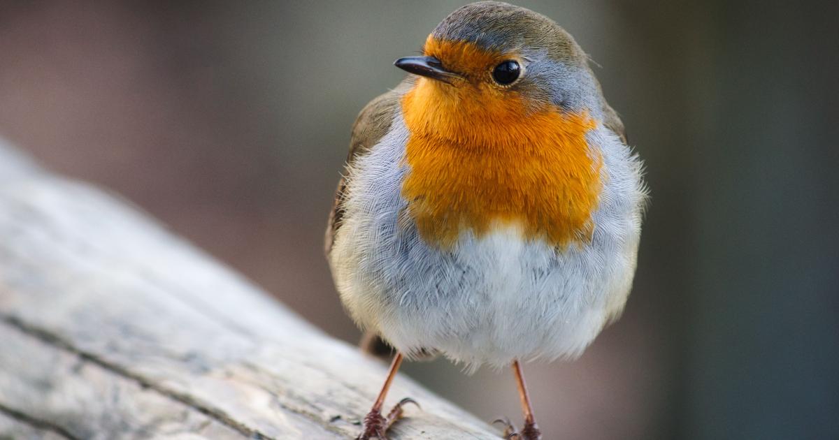 Warum zwitschern die Vögel im Frühling so laut?
